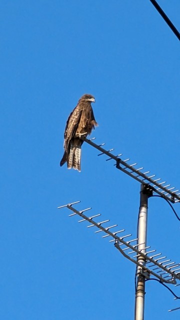 The same eagle as the beginning of the thread, but now alone on the TV antenna. It's a closer shot, I walked closer.