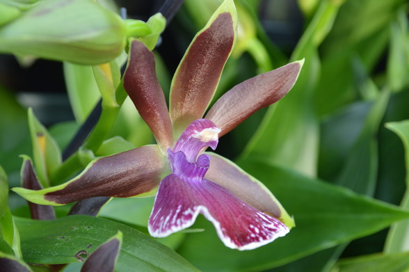 Nahaufnahme einer braun-violetten OrchideenblÃ¼te