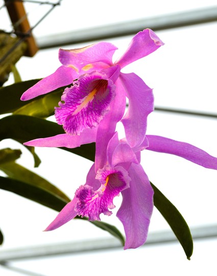 zwei pinkfarbene OrchideenblÃ¼ten vor hellem Hintergrund