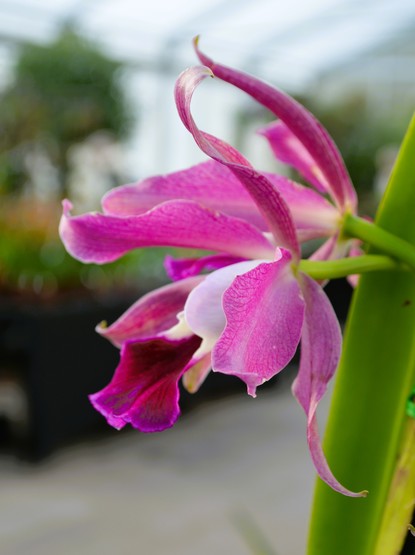 pinkfarbenen OrchideenblÃ¼te vor verschwommenem Hintergrund