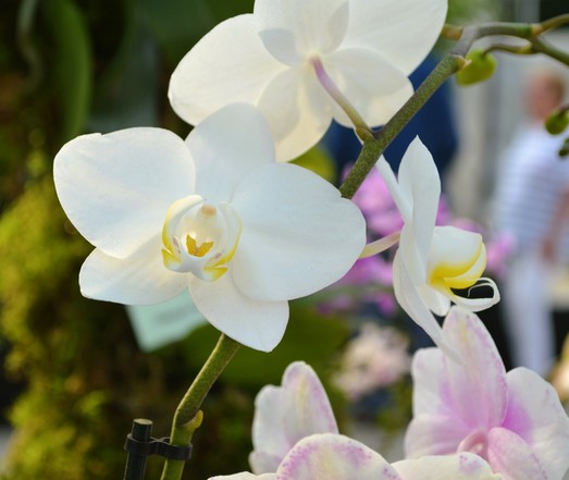 Nahaufnahme einer weiÃŸen OrchideenblÃ¼te