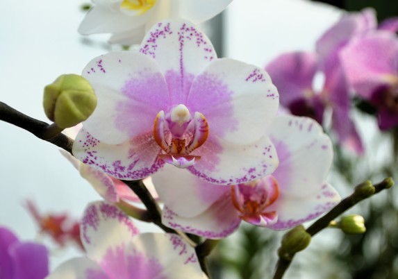 weiÃŸ-rosa OrchideenblÃ¼te und eine Knospe an einem Zweig