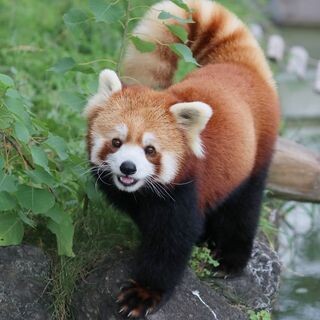 A red panda in a zoo enclosure, looking at the camera. Its tail is curved.