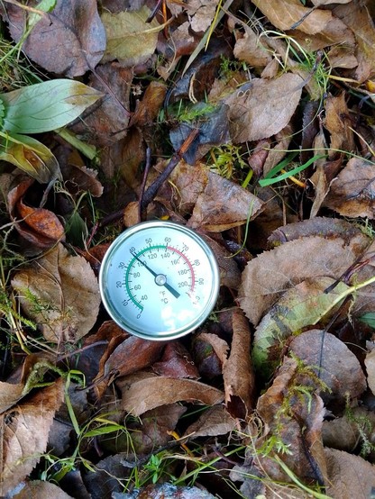 Zwischen Blättern steckt das Runde Thermometer. Der Zeiger zeigt knapp 40 Grad Celsius an.