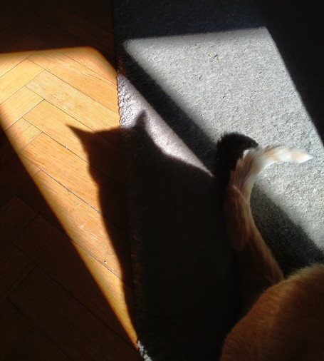 Shadow of Fariña on the floor, half carpet half wood. His tail can also be seen