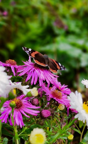 A red Admiral sitting on a purple New York aster with its wings spread out.