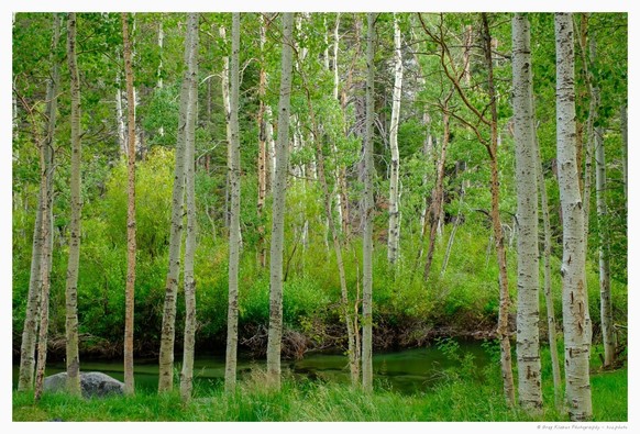 Aspen trees growing near a creek with green grass and bushes surrounding them