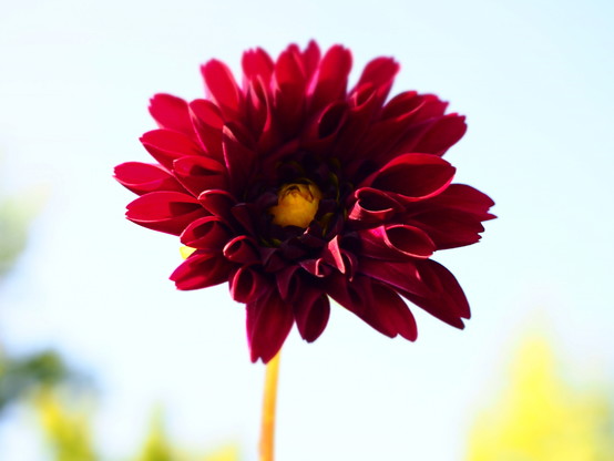 Foto: Nahaufnahme einer roten Blüte mit gelben Stempel. Der Hintergrund ist bläulich verschwommen.