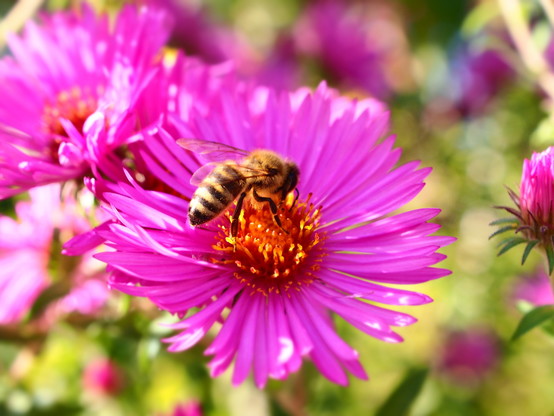 Foto: Nahaufnahme von zwei pinken Blüten. Auf einer Blüte ist eine Biene zu sehen.