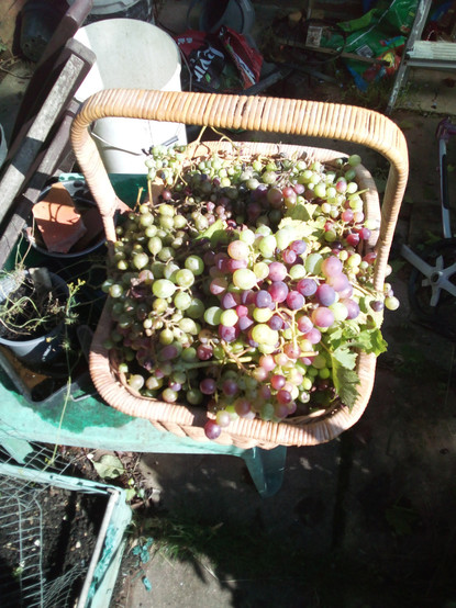 Basket of grapes picked yesterday, ready for processing into wine.