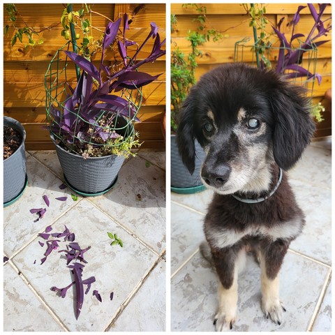 Collage of two photos, the left one shows purple potted plant with several leaves bitten off, lying on the floor, the one on the right shows the culprit - a small black and yellow and grey dog.