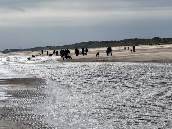 Walkers and German Shepherds next to the sea on a beach.