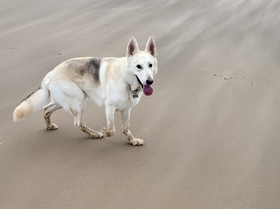 White German Shepherd on the beach.