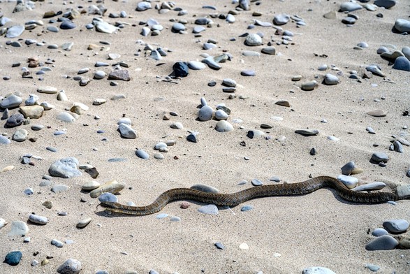 A snake moving along the beach.