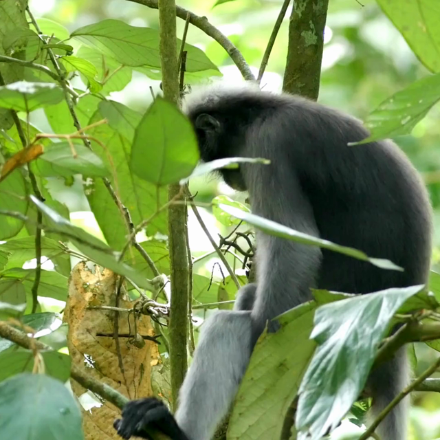 Dusky Langurs are beautiful primate threatened by #palmoil #deforestation in #Malaysia #Myanmar and #Thailand. Help them by supporting @LangurPenang and #Boycott4Wildlife the supermarket brands destroying their home https://palmoildetectives.com/2021/06/27/dusky-langur-trachypithecus-obscurus/ via @palmoildetect