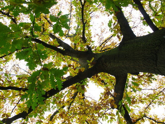 Photo of treespecies Quercus cerris : Category is boom-tree-baum-arbre-arbol