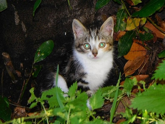 a stray ,  grey tabby  kitten   sitting in a park ,  among some  green leaves ,   looking at the camera