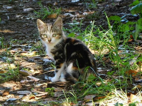 the same kitten  seen from behind  (but the head is still turned towards the camera ) .    she's very young