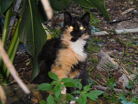a long haired stray calico cat  sitting in a park ,   looking at the camera with her yellow eyes