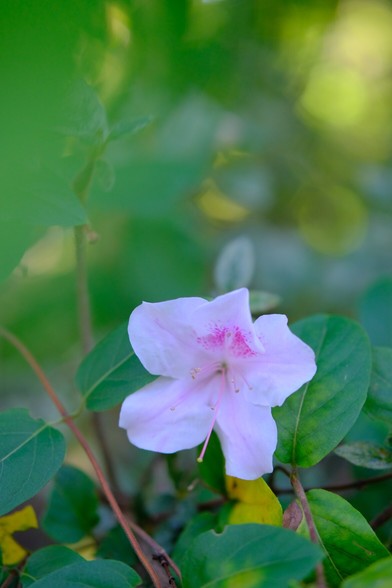 A white and light pink azalea blossom