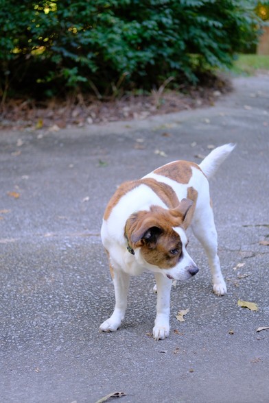 A white and brown dog standing on the driveway at home, green bushes in the back