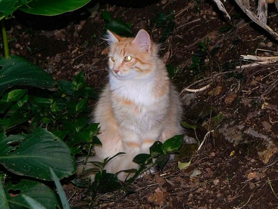a long haired  orange and white  stray tabby cat  sitting in a park ,    looking to the left