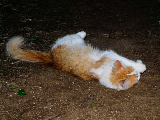 another  ,  similar  stray cat  lying on the ground