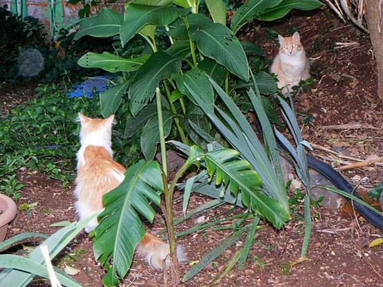 the two cats  sitting ,   the one on the left  is seen from behind   and the other from the front .    there's also  a big plant between them
