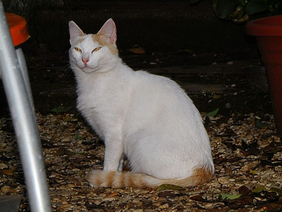a white  (and a bit  orange   on the tail and  near the ears)   stray cat   sitting in a park ,   seen from the left side ,    but with  the head  turned almost towards the camera .    long  narrow eyes