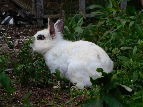 a white bunny in a park  seen from the side .   he's looking to the left .     he's got a big eye  and some black fur  around it ..   this kind of  creates an  eyeliner effect ,  lol