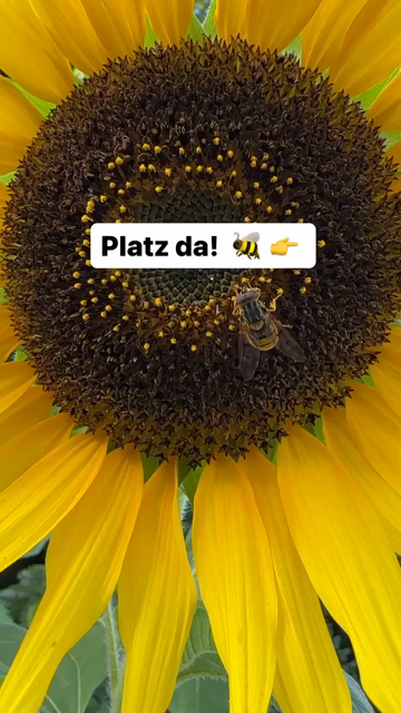 Bienen und Hummeln in einer SonnenblumenblÃ¼te