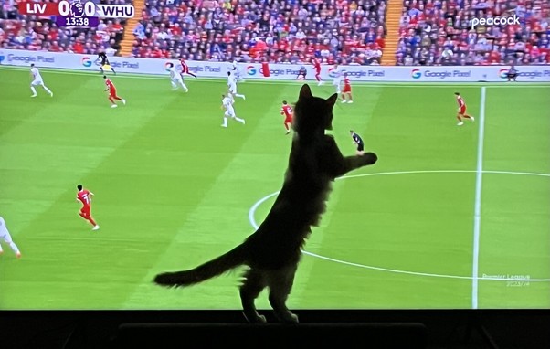 A kitten follows the action in the Liverpool v West Ham game.