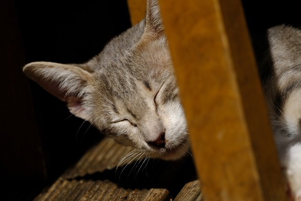 A greyish tabby cat, resting on a chair.