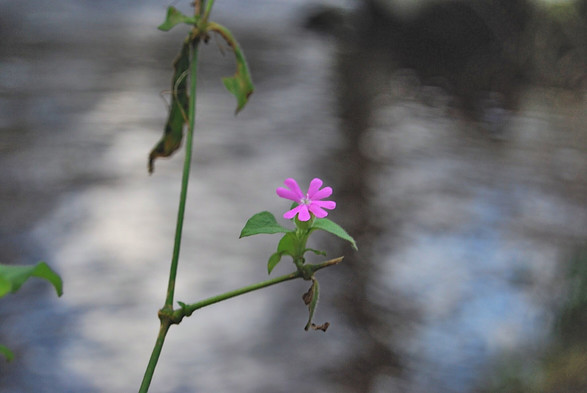 A single magenta flower on a riverbank