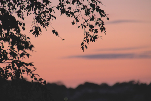 A silhouette of leaves on a tree against the dawn sky.