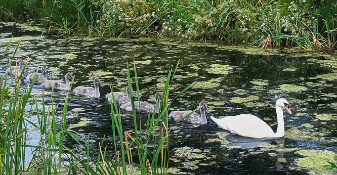 Swan with 7 cygnets swimming in line astern on a canal.