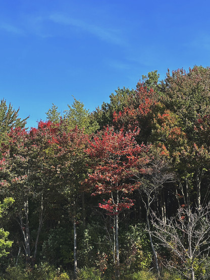 Picture of trees that are just starting to turn red
