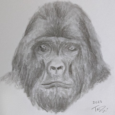 Pencil sketch of a gorilla's face.