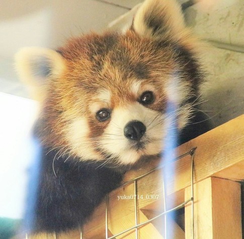 A picture of a Red Panda.