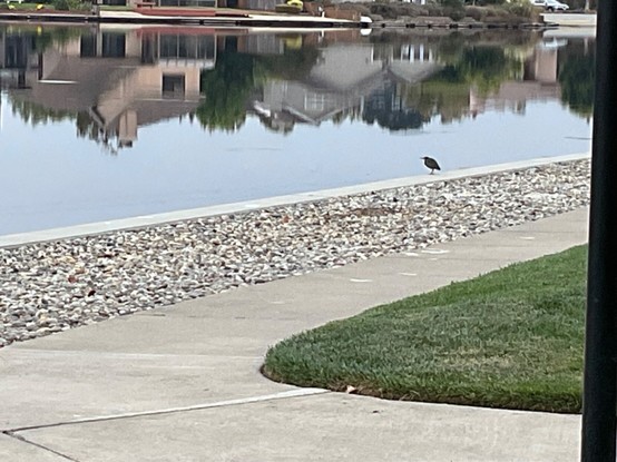 Silhouette of a small hunched bird with a medium beak, sitting on the cement edge of a man made “lagoon.” Across the lagoon, suburban houses are reflected in the water. Next to the cement edge of the lagoon is a strip of rocks, and no  plants. Next to this strip of rocks is a strip of sidewalk, and then a strip of well manicured lawn.