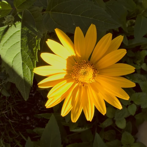 Yellow inflorescence surrounded by green leaves, unevenly illuminated, so there shadows creating various shades of yellow and green