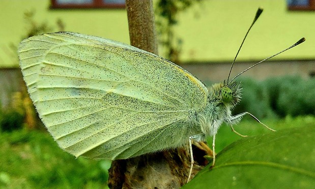 A photo of a cabbage butterfly