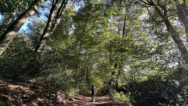 Ein Wanderer auf einem Weg in einem dichten frÃ¼hherbstlich gefÃ¤rbten Wald.