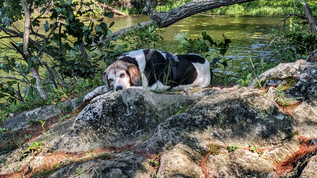 A beagle mix, white with black spots, brown on her face, is lying in the shade beside a lake just starting to doze off. She is on a soft spot covered with grass and evergreen needles atop a large gray rock outcrop. Beside her are the leafy shrubs and saplings providing her shade. Behind her we can see the lake, rippled by a good fresh breeze and speckled with a few lily pads. Its far shore is sun-dappled forest with a large patch of tall water grasses just offshore to our right.