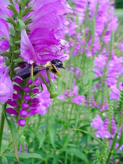 A Praying Mantis has caught a Bumblebee on an Obedient Plants flowers.