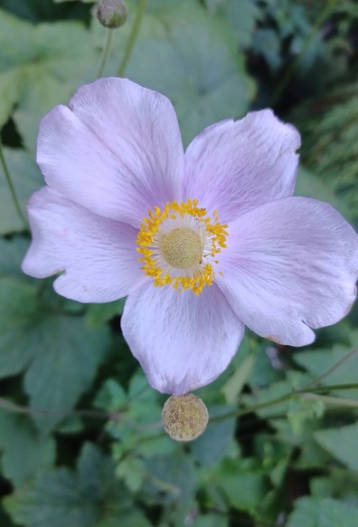 #Anemone in rosa