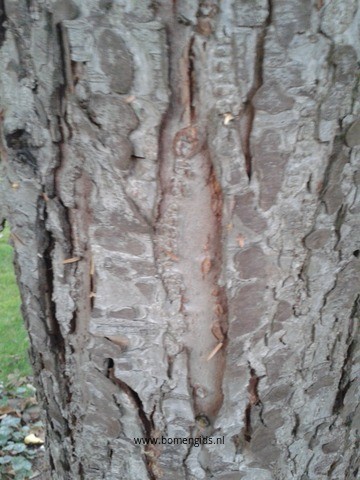 Photo of treespecies Tsuga canadensis : Category is bast-bark-rinde-ecorse-corteza