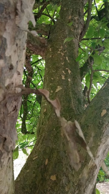 The branched trunk of a Persian Ironwood tree, looking up towards the canopy. The leaves are about the size and shape of beech leaves, if a little rounder and floppier, and the bark is a greenish-brown, flaking and peeling in places to reveal the fresh beige surface below. A large flake of bark, about eight inches long, curves across the foreground, but isn't much in focus.