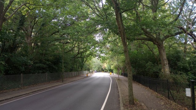 Brenchley Gardens is still a road. It is roofed by a thinning canopy of leaves, still green in the early autumn, formed by trees from Brenchley Gardens to the right and, on the left, the supernumerary woodland that frills the bottom of One Tree Hill. The asphalt is lovely and smooth, with recently re-painted lines although, for this one blessed moment, there's no traffic to enjoy it.