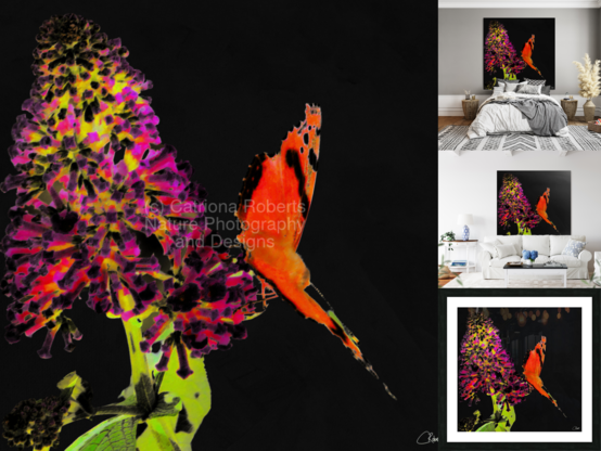 Digital image featuring a Butterfly on a Buddleia flower. Looks fab on canvas and art prints.
